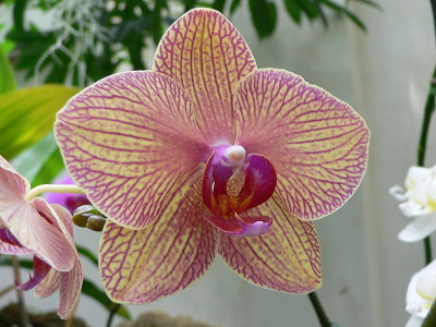 orchidee-papillon-2