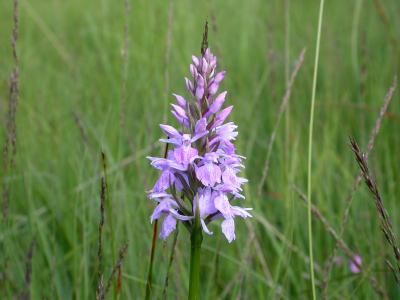 orchis-macule-1