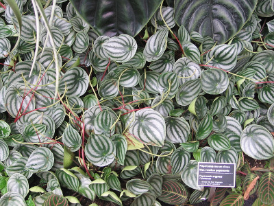 peperomia-d-argent-1