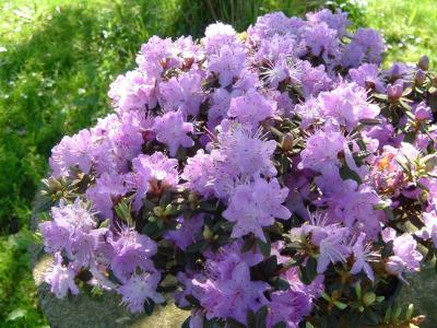 rhododendron-emmele-2