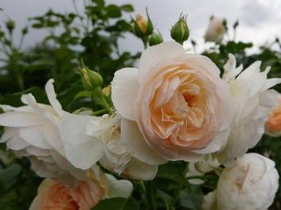 rosier-england-s-rose-1