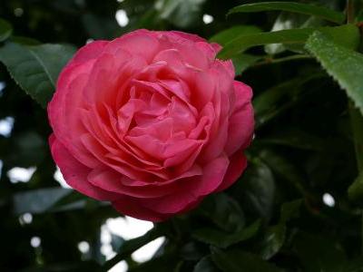 rosier-rosanna-1