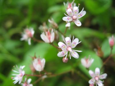 saxifrage-des-ombrages-2