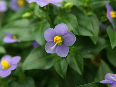 violette-de-perse-2