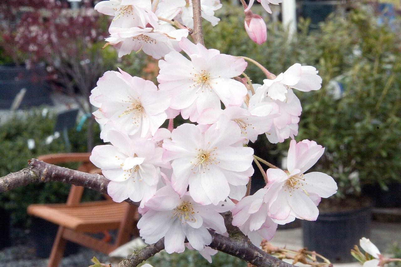 Cerisier d'hiver