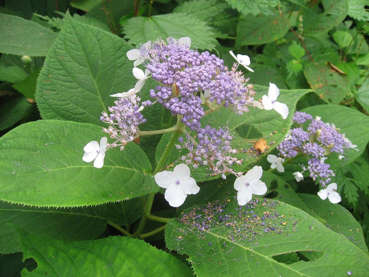 Hortensia nain