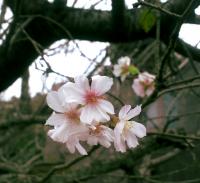 Cerisier d'hiver