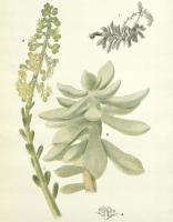 Cremnophila nutans
