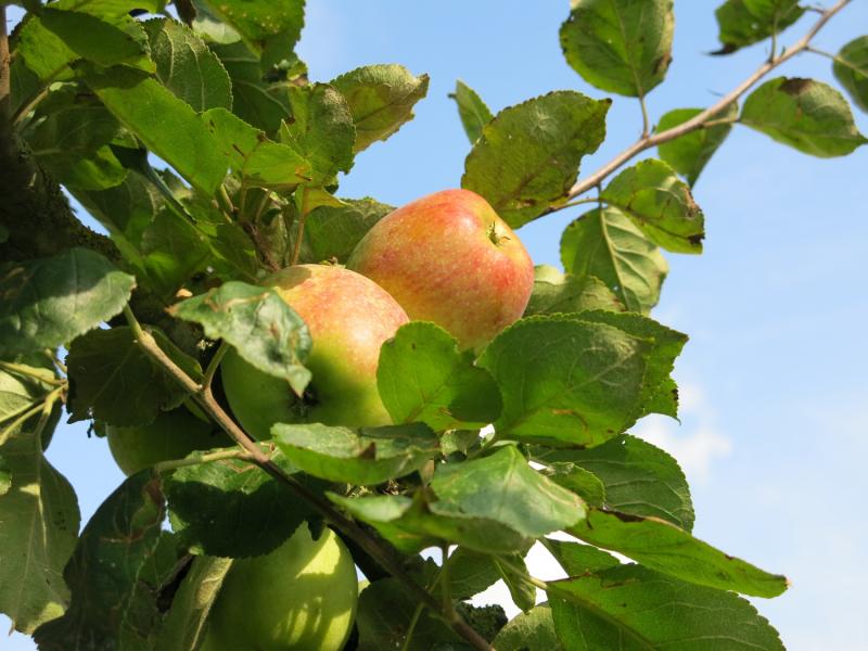 Culture des arbres et arbustes fruitiers