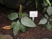 Aphelandra aurantiaca