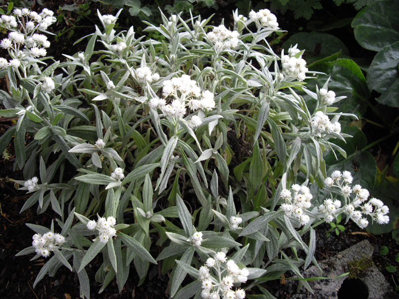 Низкое растение с белыми цветами