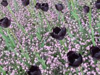 Plantes de couleur noire