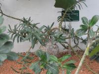 Pachypode succulent