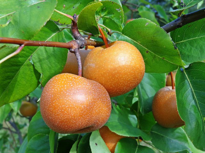 Culture des arbres fruitiers en pot