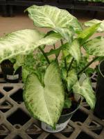 Syngonium 'White Butterfly'