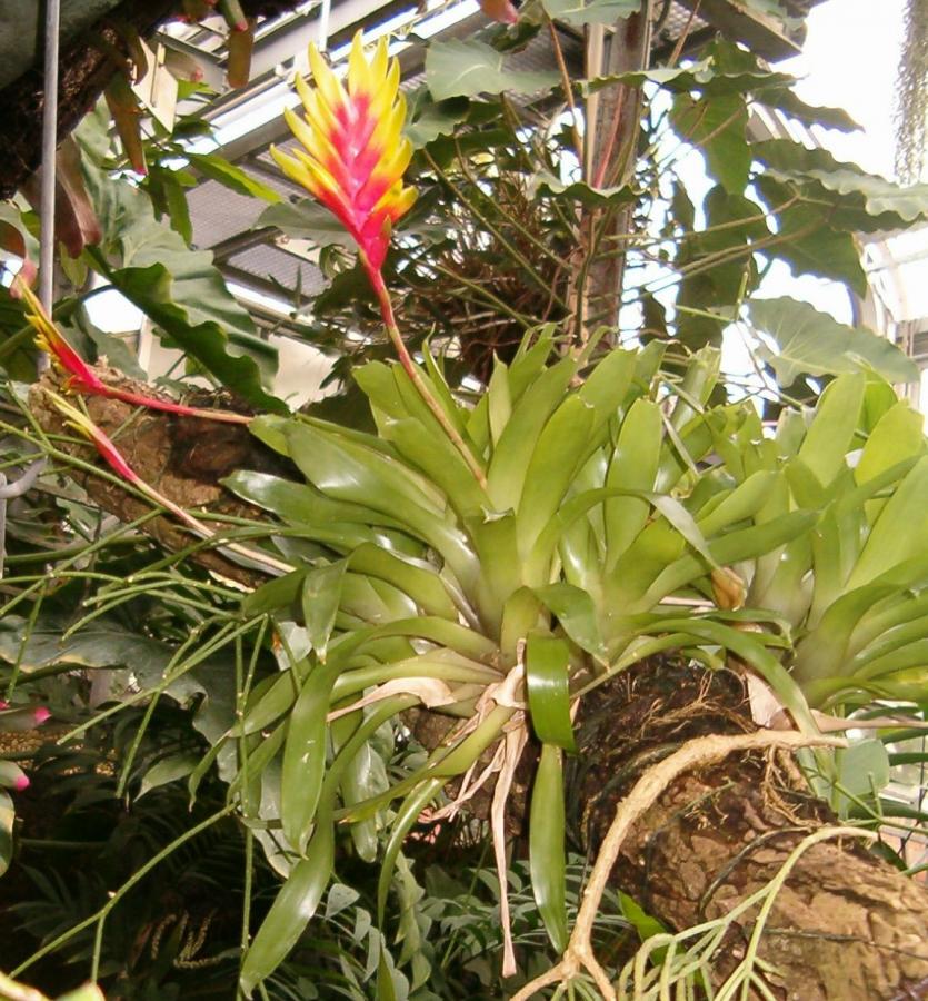 Vriesia carinata