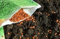 Conservation des semences potagères
