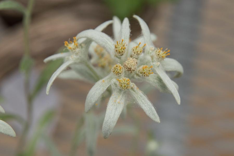 Edelweiss palibinianum