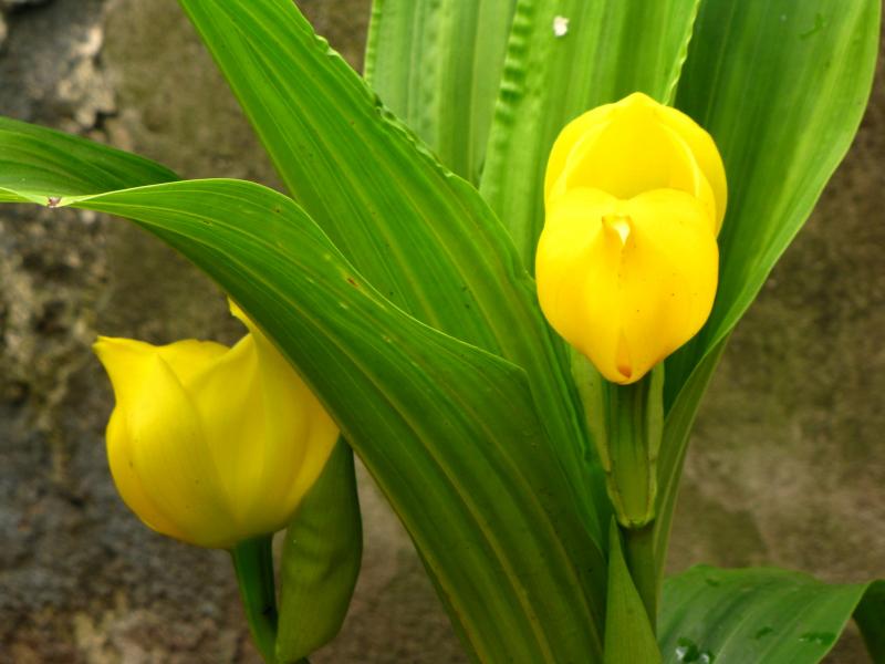 Orchidée-tulipe