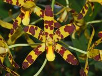 Orchidée-léopard