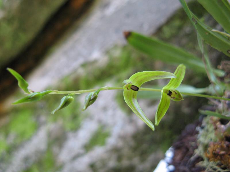 Bulbophylle