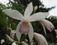 Orchidée jacinthe