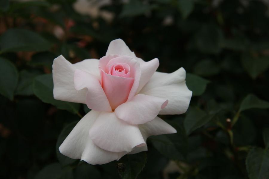 Rosier 'A Whiter Shade of Pale'