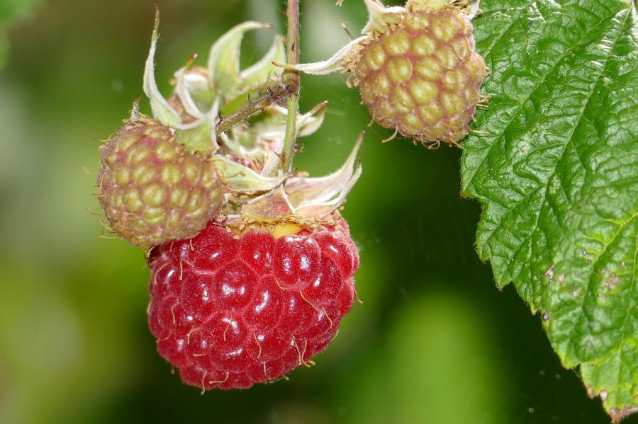 Framboisier Fallgold – Plante à Framboises Jaunes Sucrées, Rustique, Parfaite Pour Jardin Ou Pot