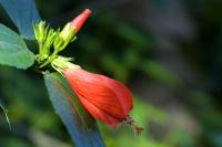 Hibiscus dormant