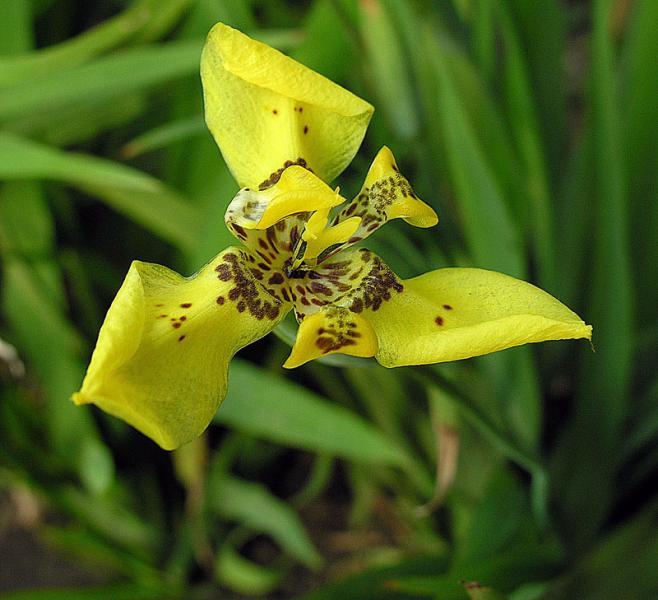 Iris jaune de Martinique