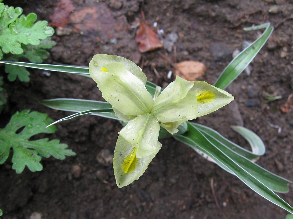 Iris pseudocaucasica