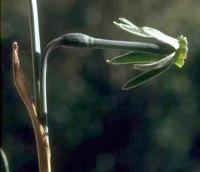 Narcisse viridiflorus
