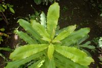 Macadamier ternifolia