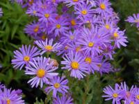 Aster amelle