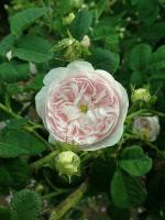Rosier 'Rose de Schelfhout'