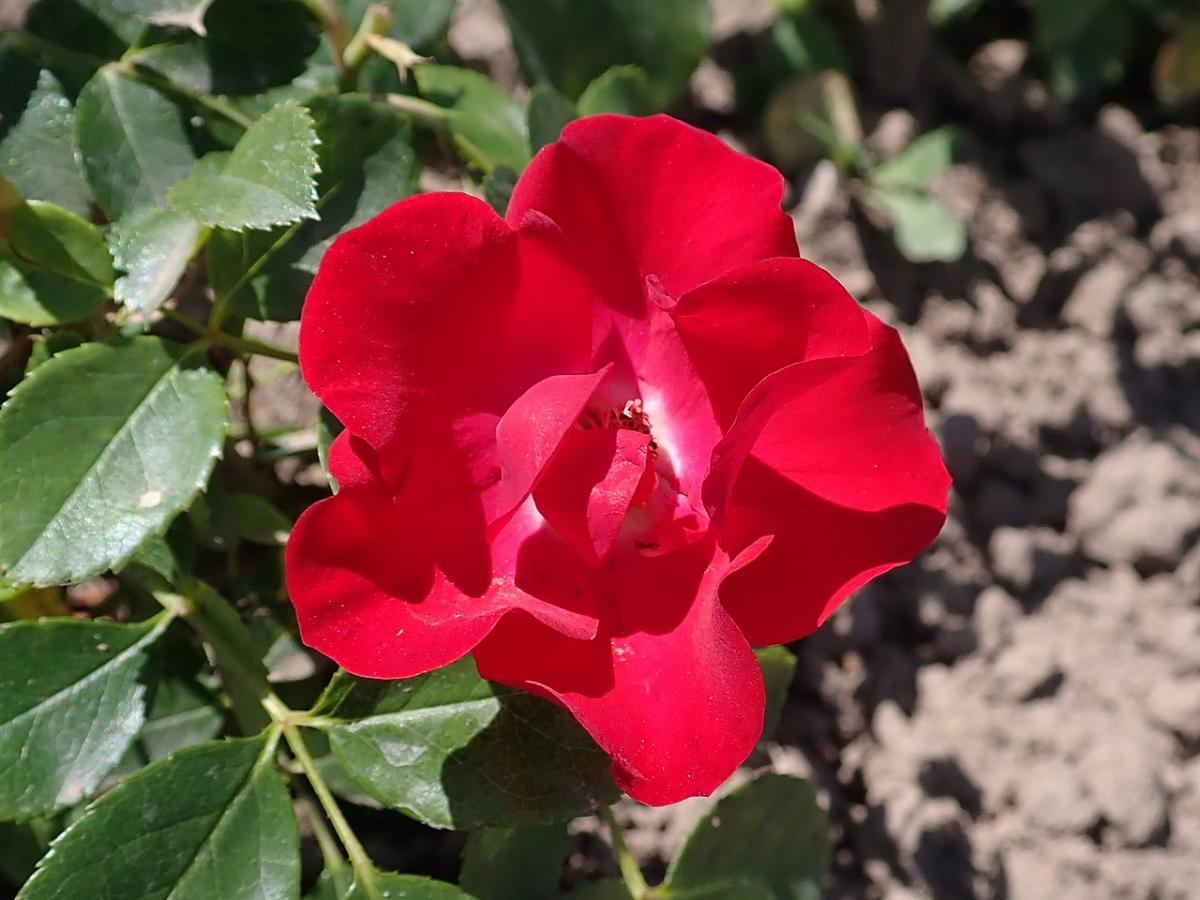 Rosier 'Black Forest Rose'