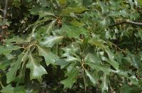 Chêne à feuilles de houx