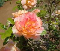 Rosier 'Rose de Beauregard'