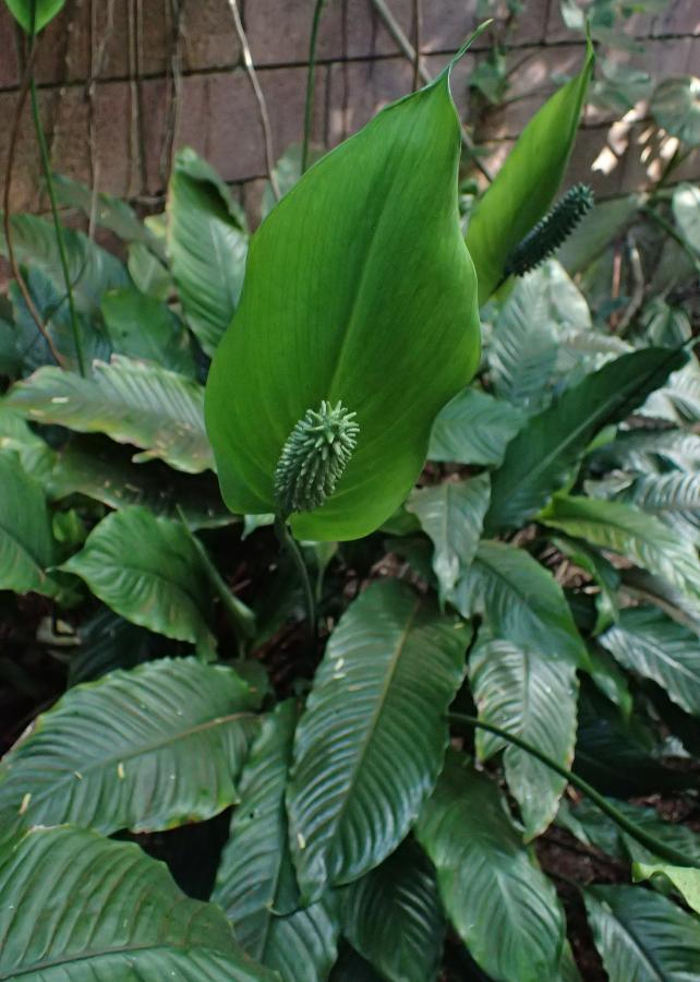 Spathiphyllum blandum