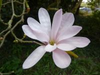 Magnolia de Loebner