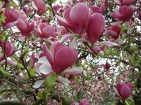 Magnoliacées