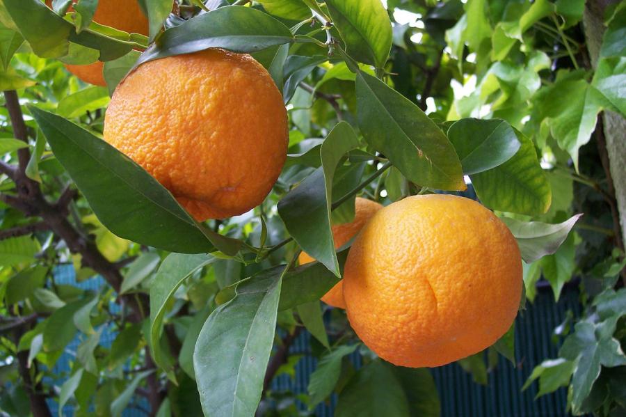 Oranger amer / Orange amère (Citrus aurantium) : taille, bouturage