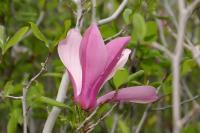 Magnolia à fleur de lis