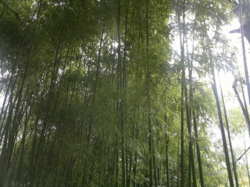 Bambou géant