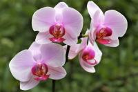 Orchidacées