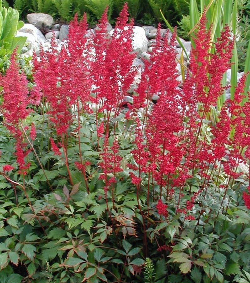 Astilbe d'Arends