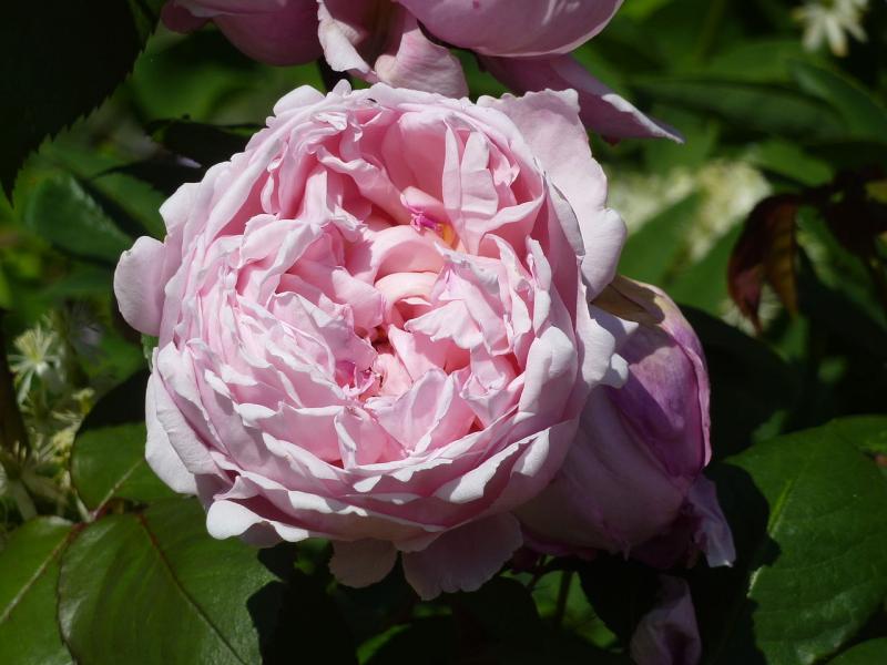 Rosier 'Brother Cadfael'