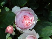 Rosier 'Constance Spry'
