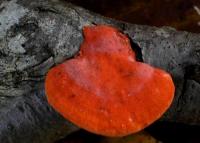 Polypore rouge cinabre