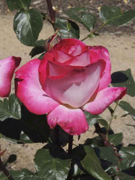 Rosier 'Rose Gaujard'